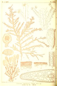 n205_w1150
