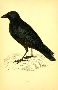 n61_w1150