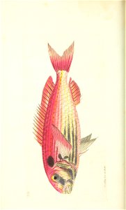 n113_w1150