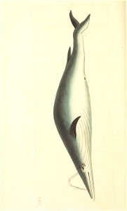 n219_w1150