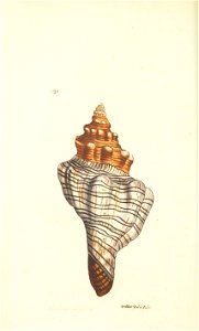 n41_w1150
