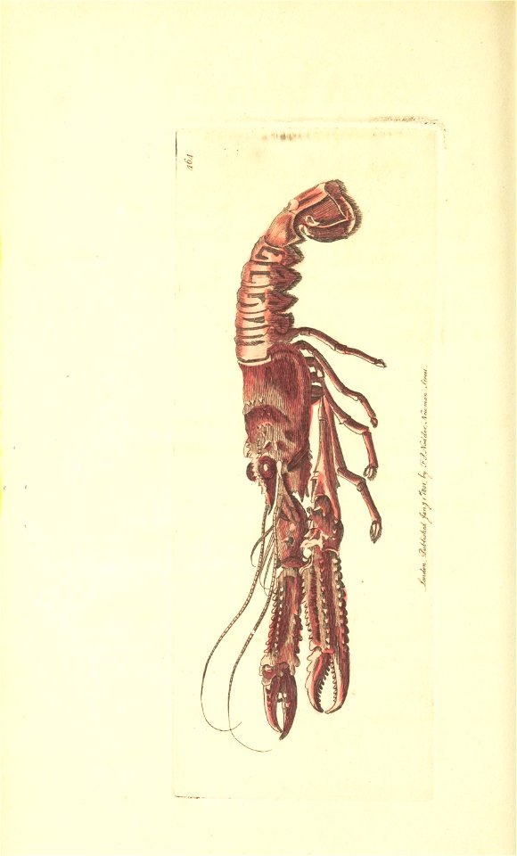 n125_w1150