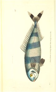 n41_w1150