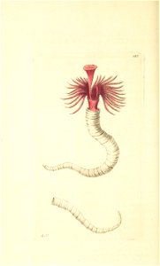 n173_w1150