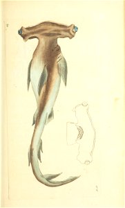 n78_w1150