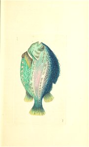 n68_w1150