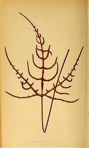n243_w1150