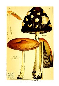 n136_w1150