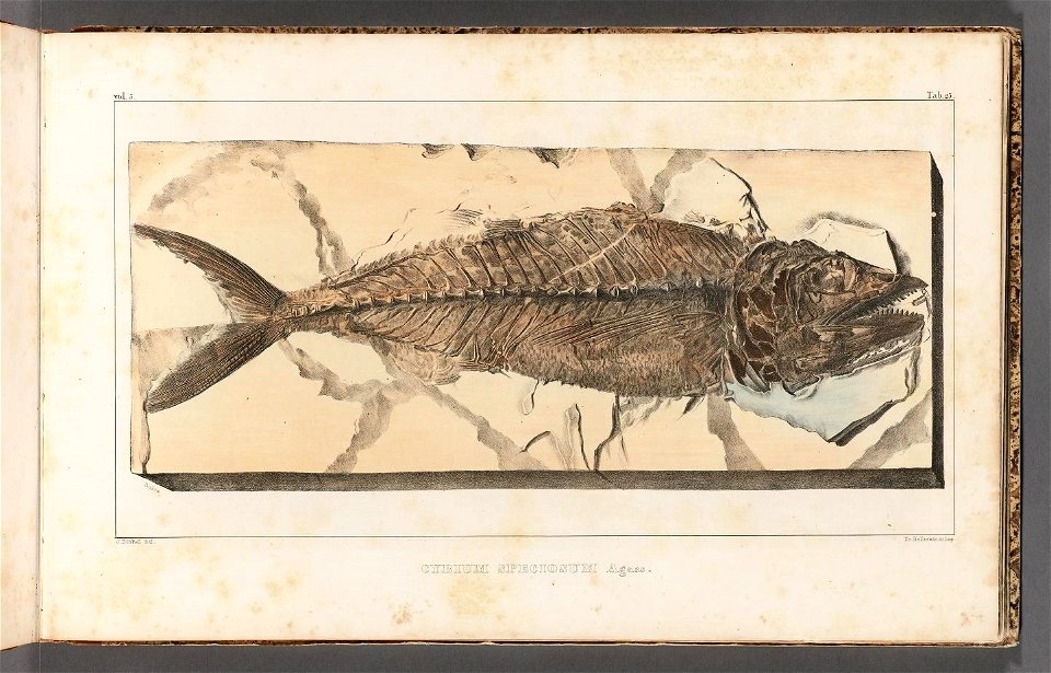 n44_w1150