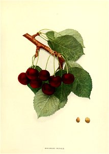 n274_w1150