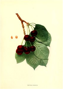 n208_w1150