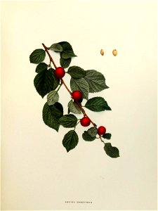 n66_w1150