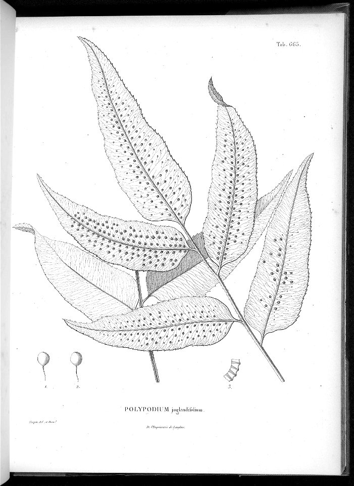n631_w1150