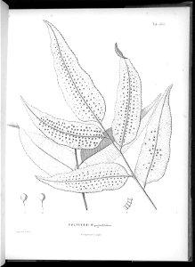 n631_w1150