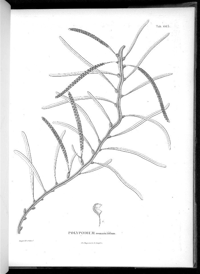 n629_w1150