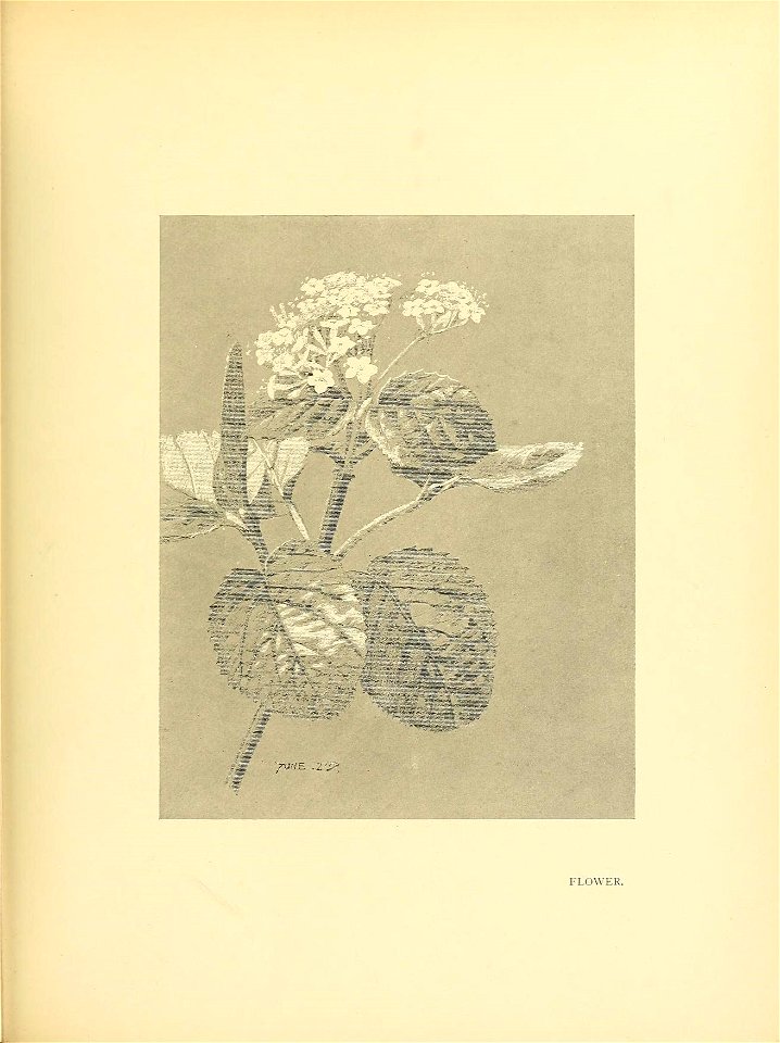 n338_w1150