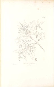 n205_w1150