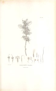n298_w1150