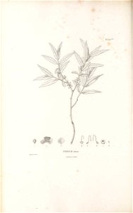 n205_w1150