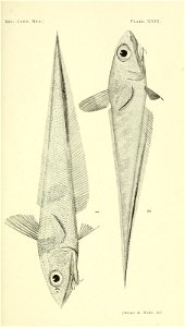n130_w1150