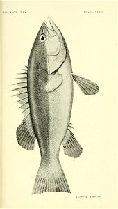 n160_w1150