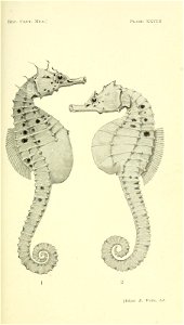 n128_w1150
