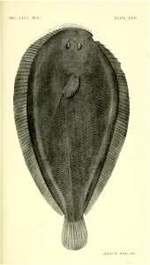 n158_w1150