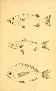 n156_w1150