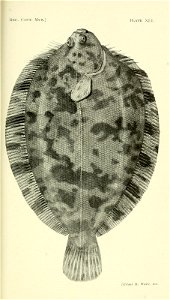 n156_w1150