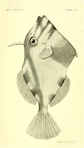n186_w1150
