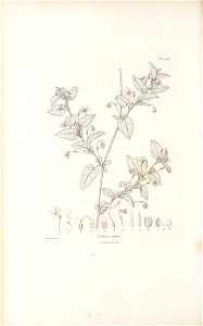 n459_w1150