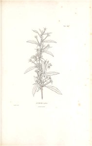 n130_w1150