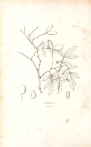 n339_w1150