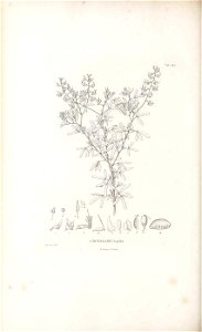 n453_w1150