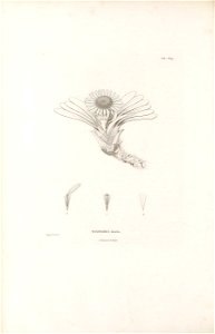 n299_w1150