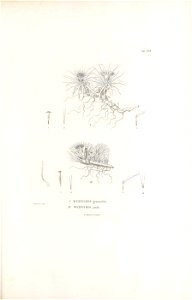 n296_w1150