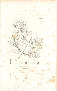 n540_w1150