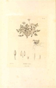 n33_w1150