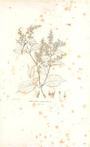 n568_w1150
