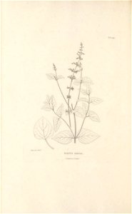 n355_w1150