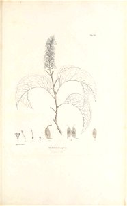 n176_w1150