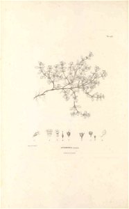 n455_w1150