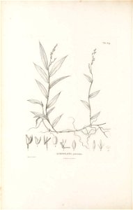 n255_w1150