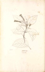 n511_w1150