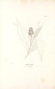 n445_w1150