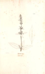 n508_w1150