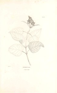 n442_w1150