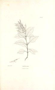 n338_w1150