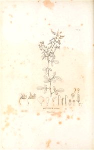 n597_w1150