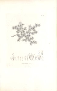 n56_w1150